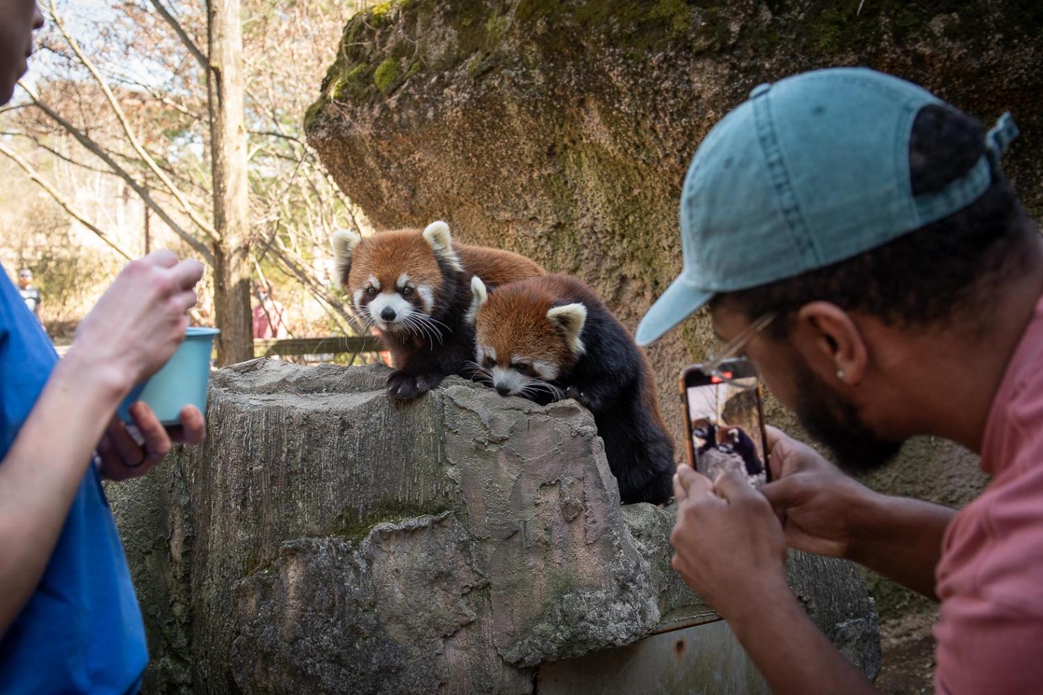 toledo zoo red panda experience reviews